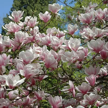 Schloss Langenzell, Fuerstensuite Wiesenbach